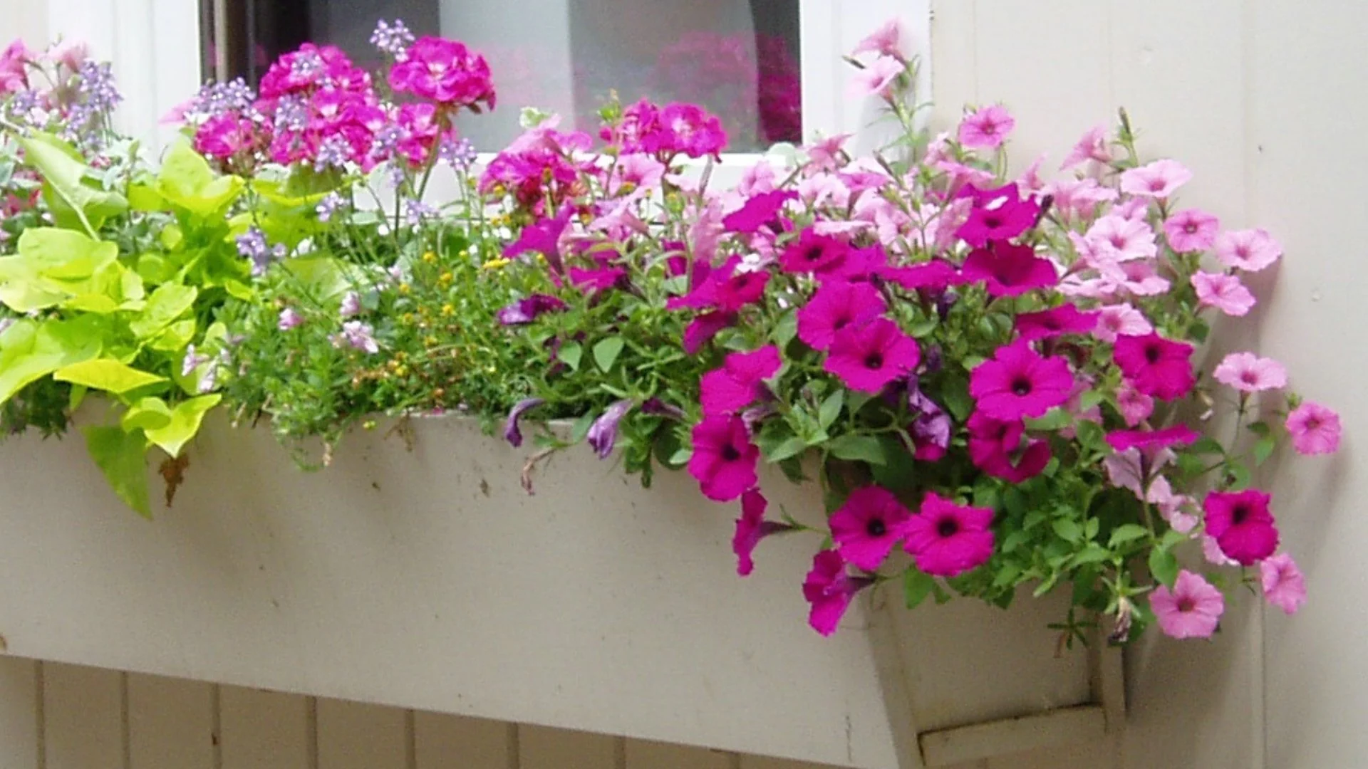 Annual Flowers vs Perennials: How Are They Different?
