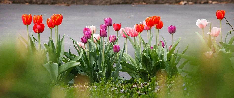 Landscape in Elm Grove, WI, with colorful tulips.