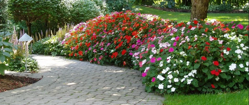 Petunias along a walkway in Elm Grove, WI.