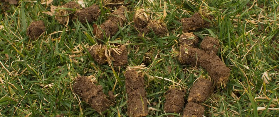 Aeration plugs on a lawn in Elm Grove, WI.