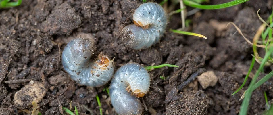 Three grubs in the soil in Elm Grove, WI.