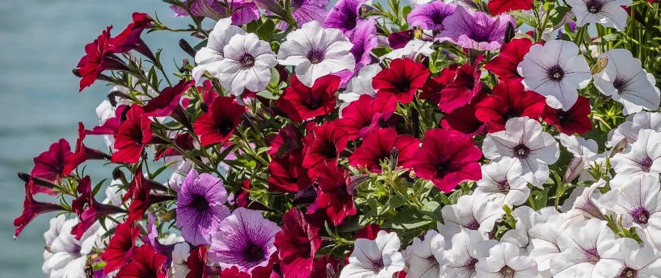 White, red, and purple flowers of petunias in Elm Grove, WI.